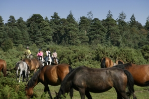 western riding amongst the ponies